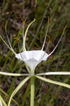 Henry's spiderlilly